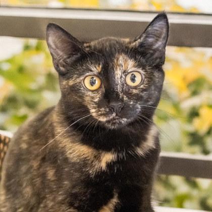 Sam, a Adoptable Domestic Short Hair in Camano Island, WA image 2/4