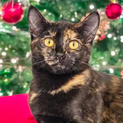 Sam, Adoptable, Kitten Female Domestic Short Hair & Domestic Short Hair.