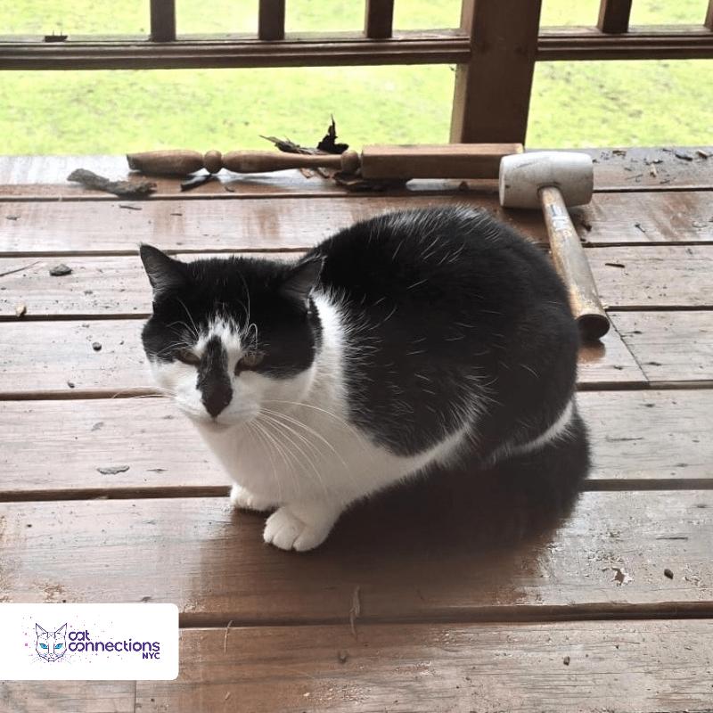 Charlie, a Adoptable American Shorthair in Astoria, NY image 2/2