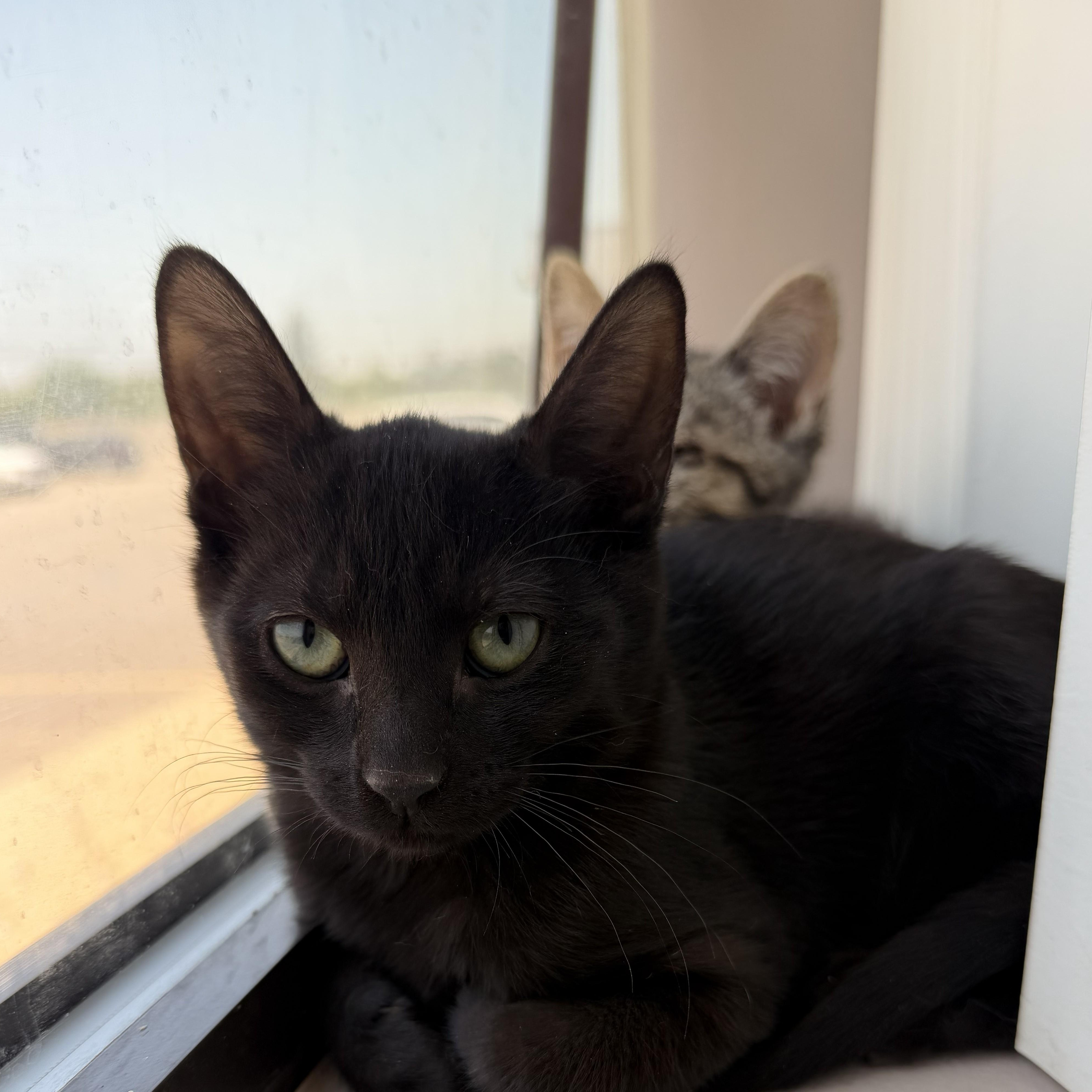 Sid, a Adoptable Domestic Short Hair in Macomb Twp, MI image 2/3