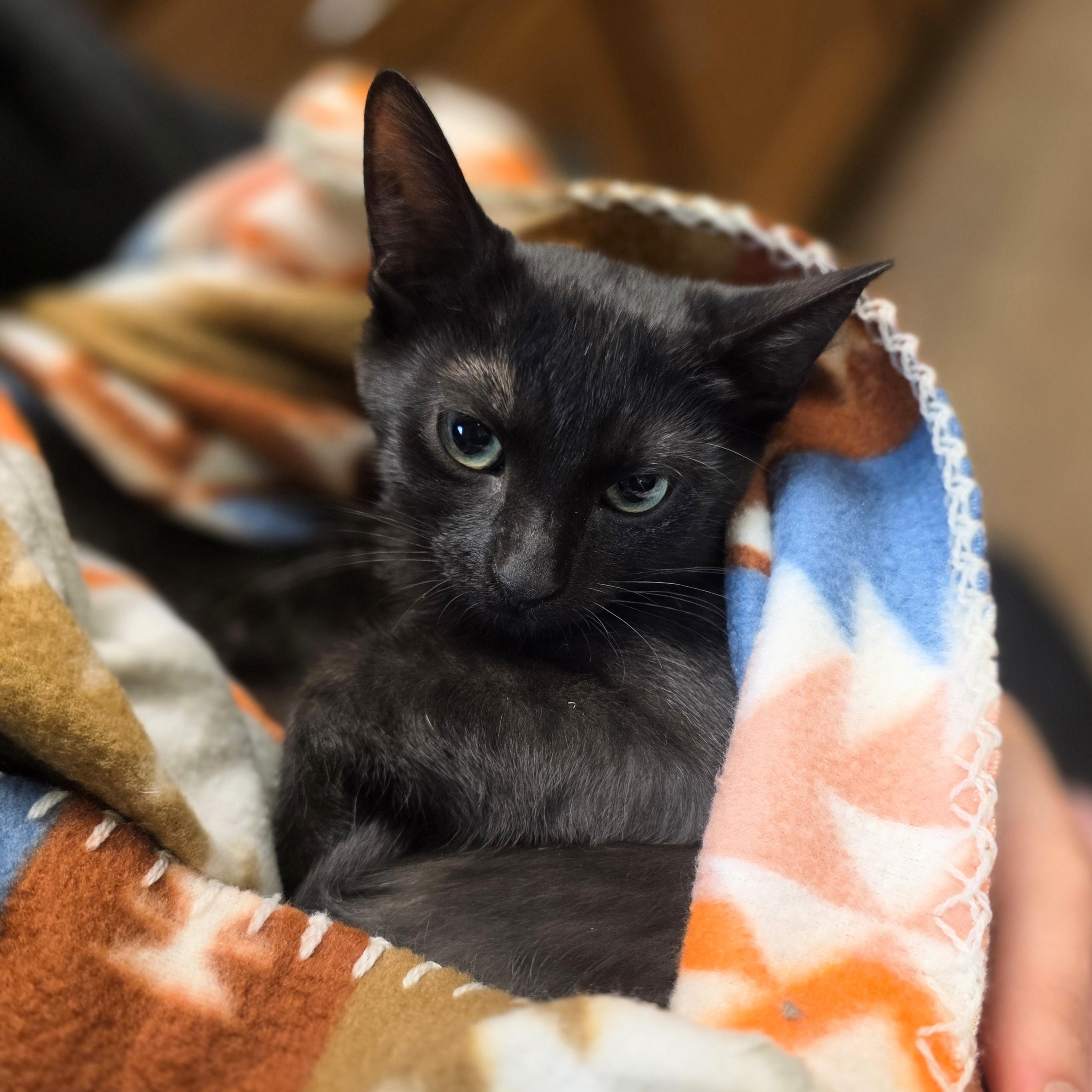 Sid, Adoptable, Kitten Female Domestic Short Hair.