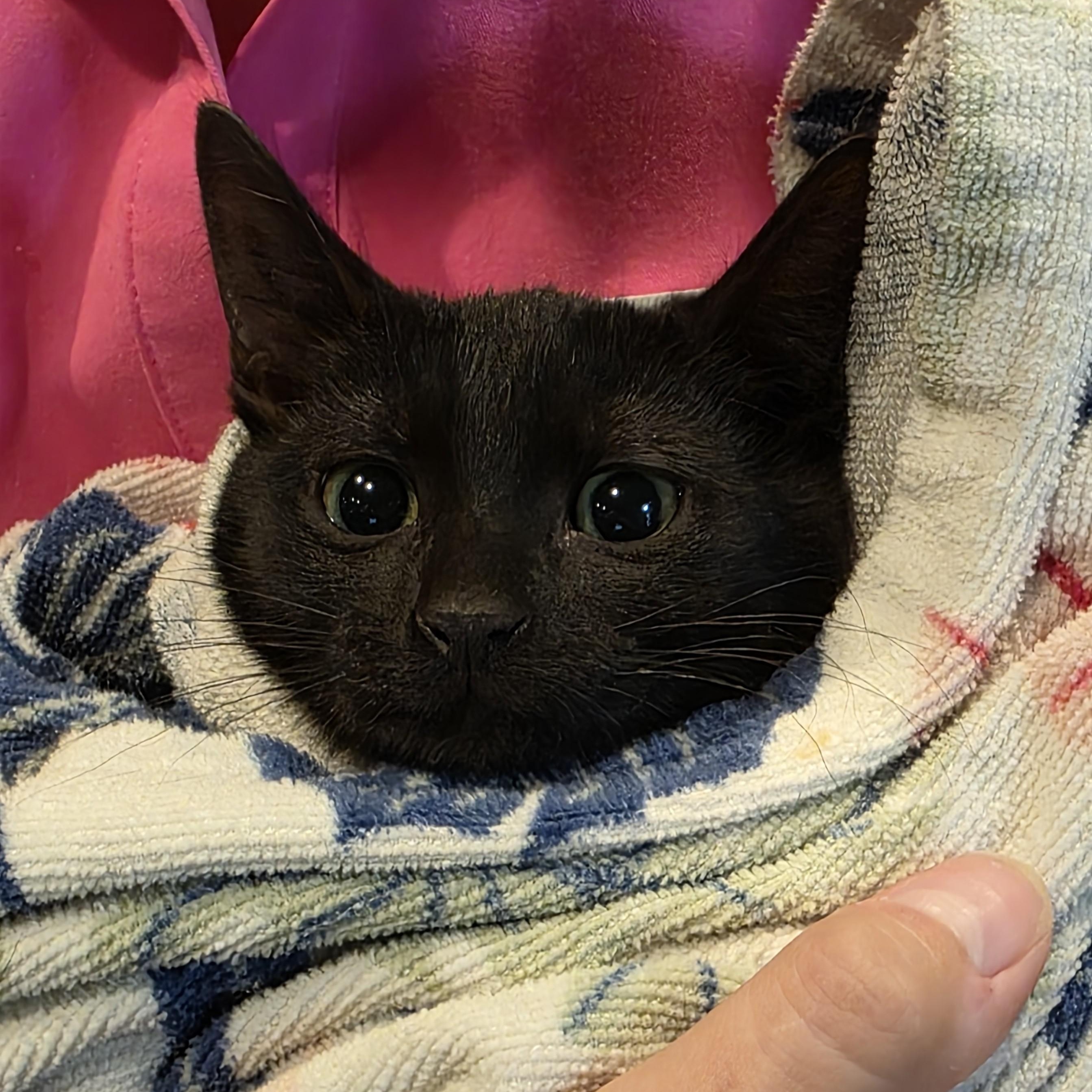 Sid, a Adoptable Domestic Short Hair in Macomb Twp, MI image 3/3