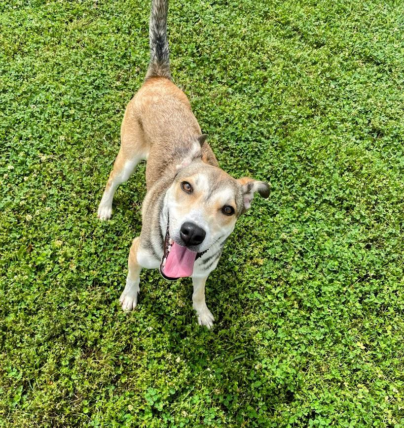 Enlarge Addie, a ADOPTABLE mixed breed in Jackson, MS image 2/4