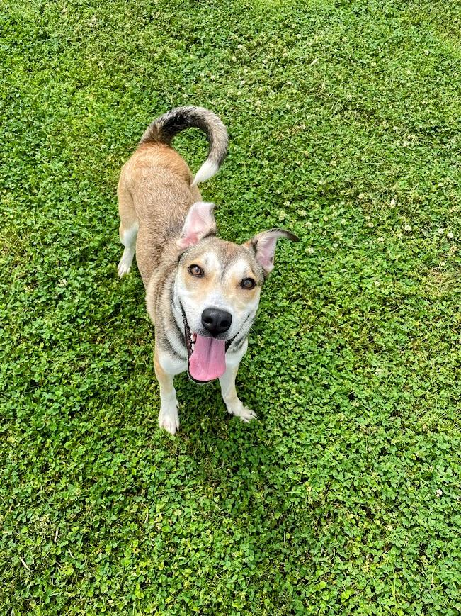 Enlarge Addie, a ADOPTABLE mixed breed in Jackson, MS image 4/4