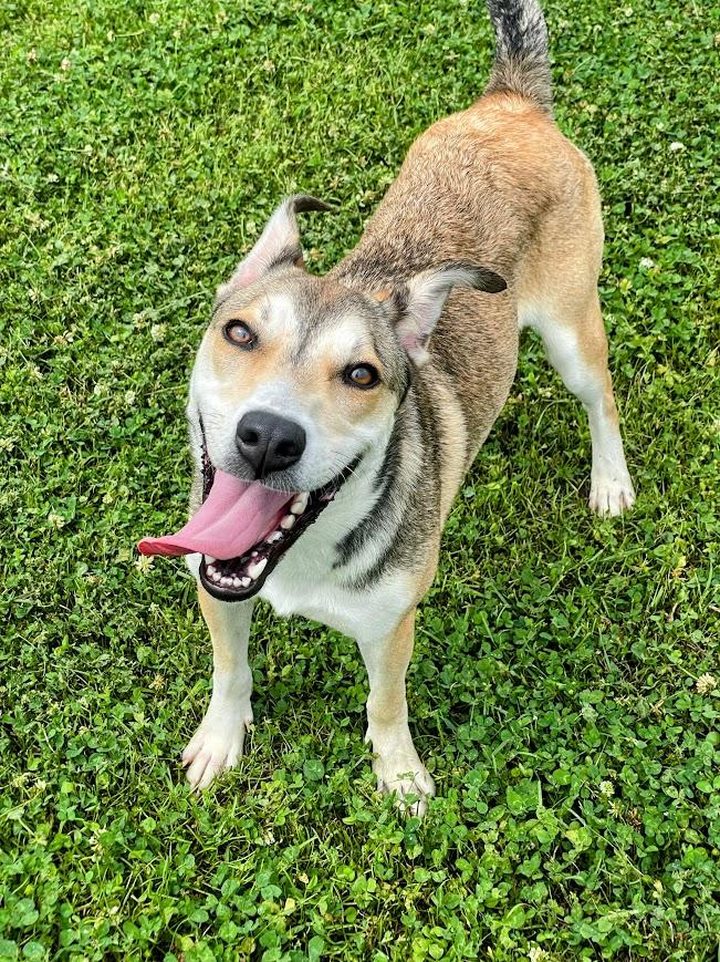 Addie, ADOPTABLE, Young Female German Shepherd Dog.