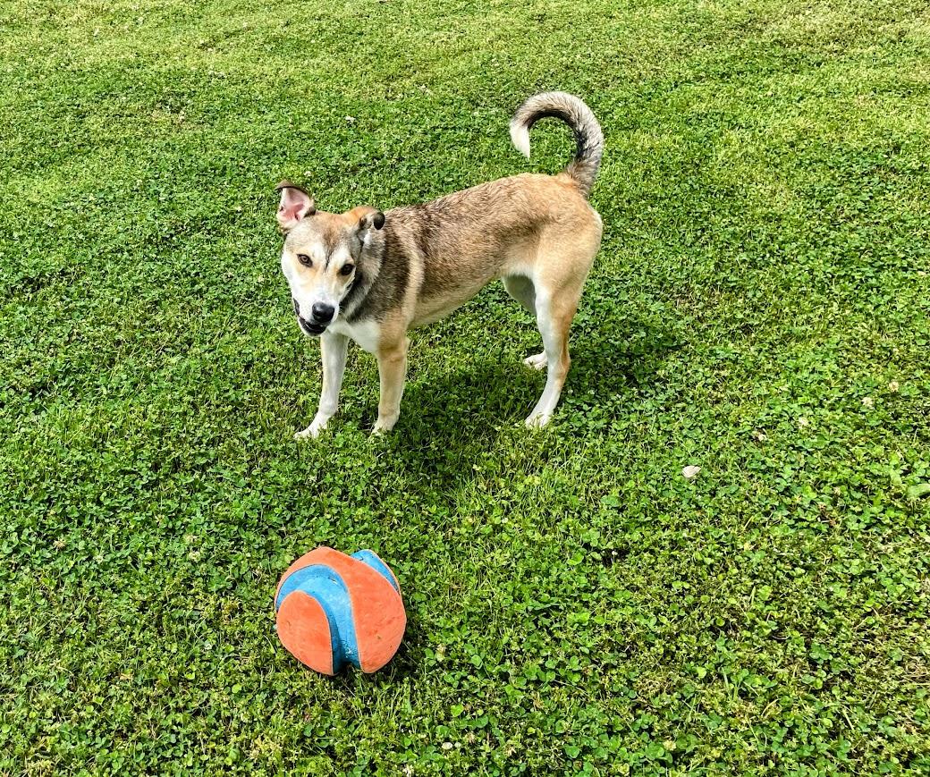 Enlarge Addie, a ADOPTABLE mixed breed in Jackson, MS image 3/4