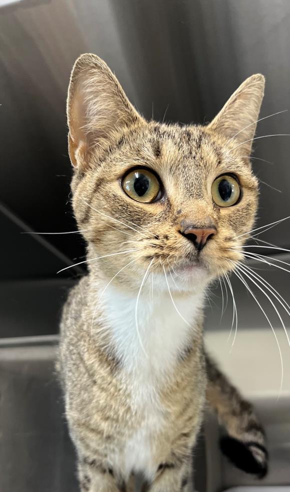 Enlarge JASMINE, a Adoptable Domestic Short Hair in Salisbury, NC image 2/2