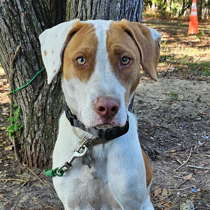 Dexter, Adoptable, Young Male Hound & Mixed Breed.