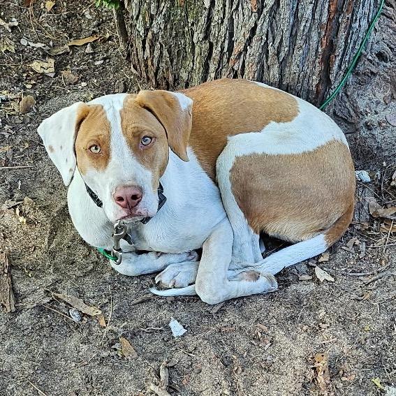 Enlarge Dexter, a Adoptable mixed breed in Aberdeen, NC image 2/6