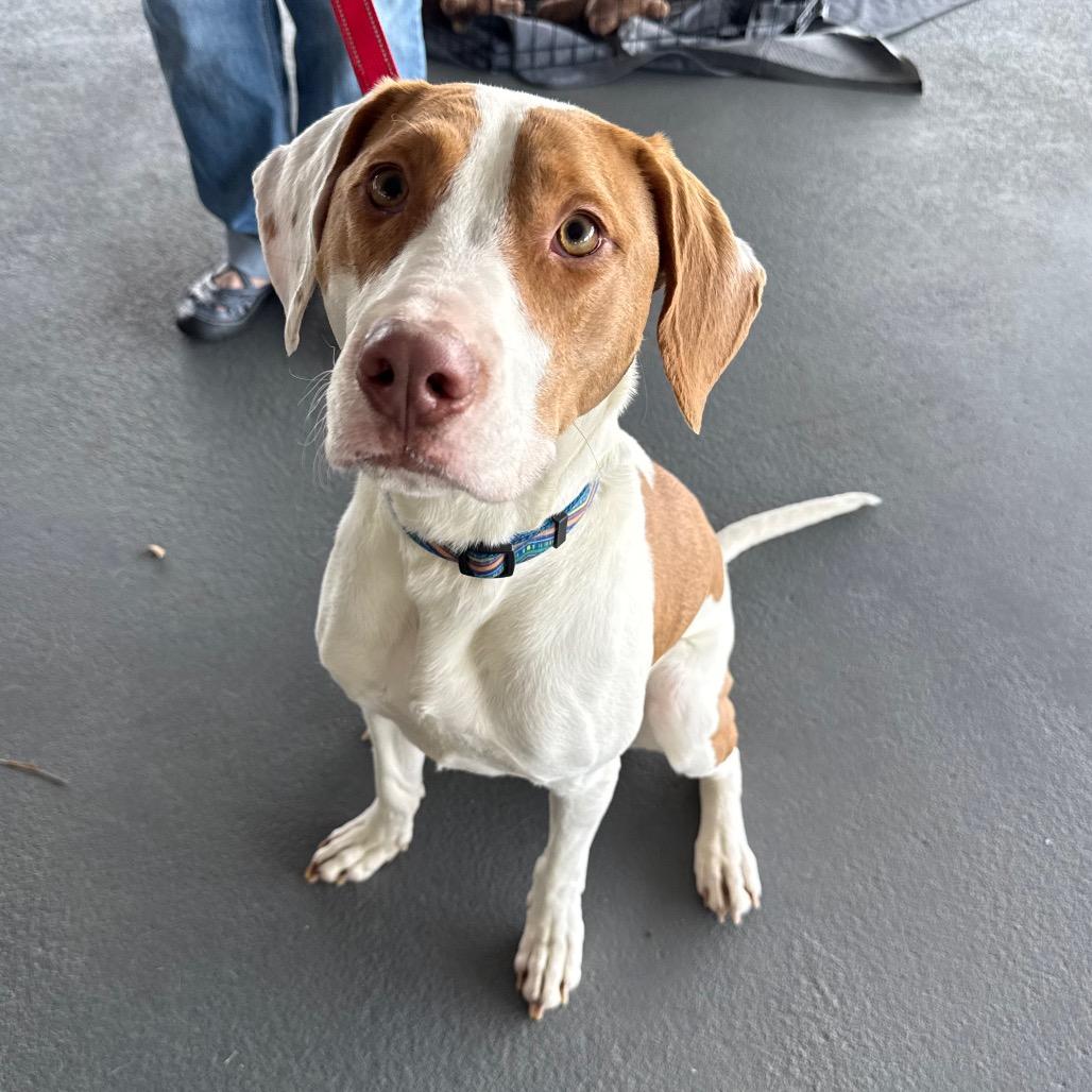 Enlarge Dexter, a Adoptable mixed breed in Aberdeen, NC image 3/6