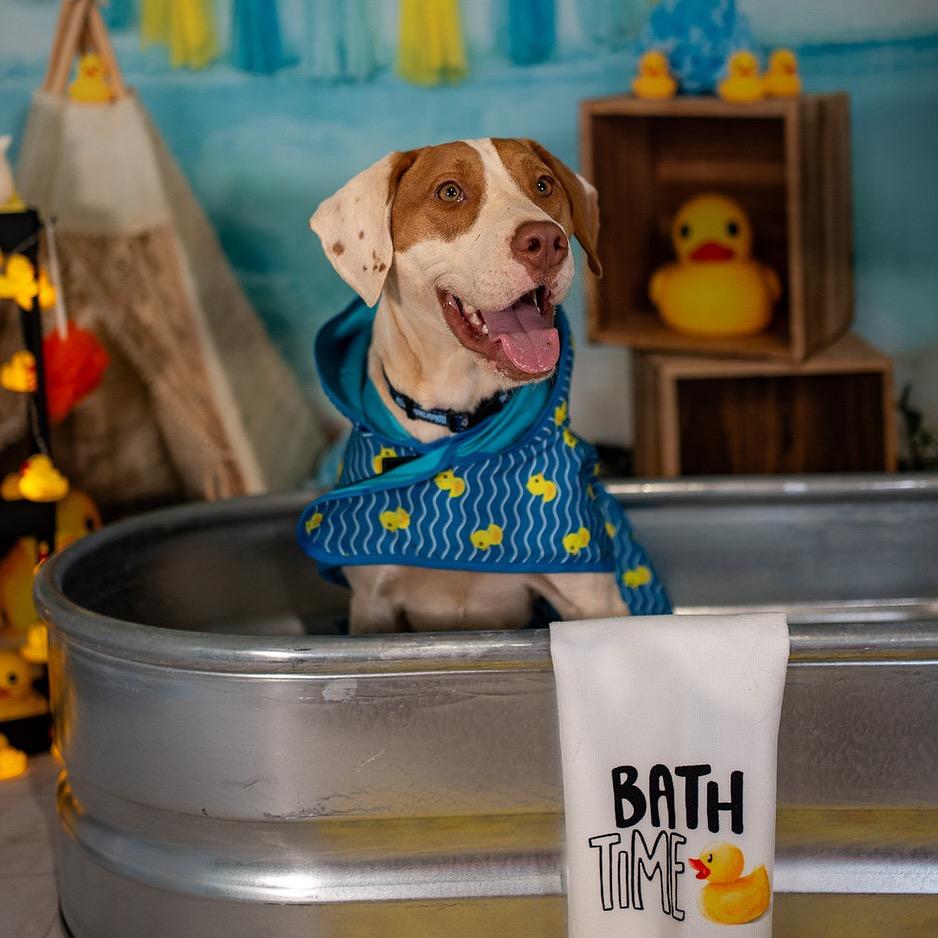 Enlarge Dexter, a Adoptable mixed breed in Aberdeen, NC image 3/6