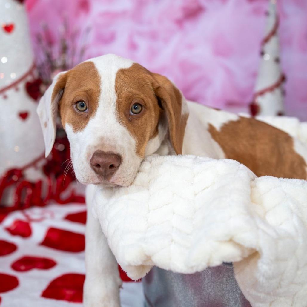 Enlarge Dexter, a Adoptable mixed breed in Aberdeen, NC image 4/6