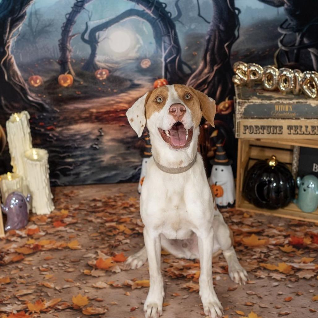 Enlarge Dexter, a Adoptable mixed breed in Aberdeen, NC image 5/6