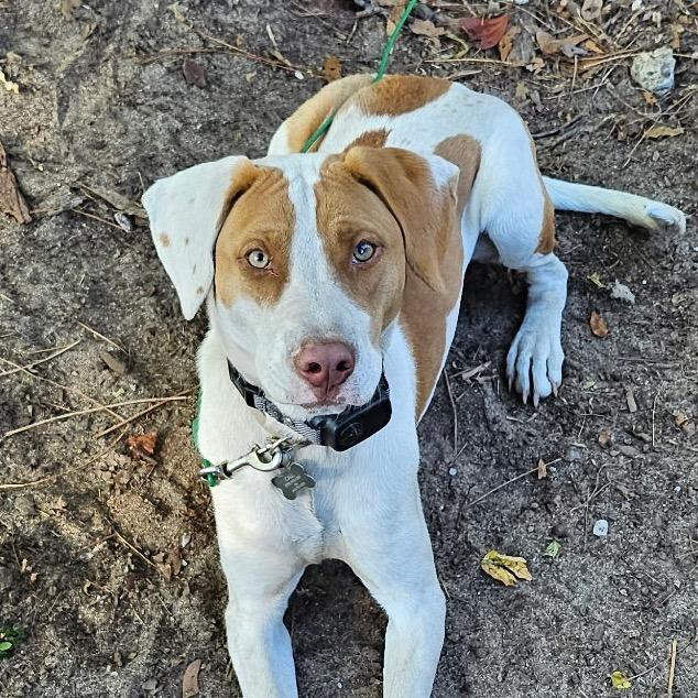 Enlarge Dexter, a Adoptable mixed breed in Aberdeen, NC image 6/6