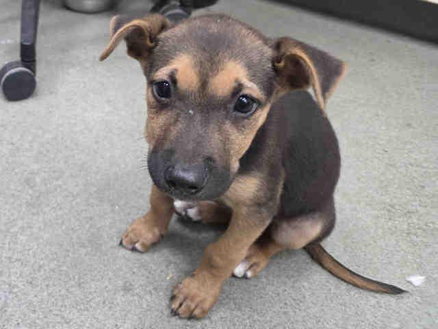 Enlarge PERDITA, a Adoptable Shepherd in Carlsbad, CA image 1/1