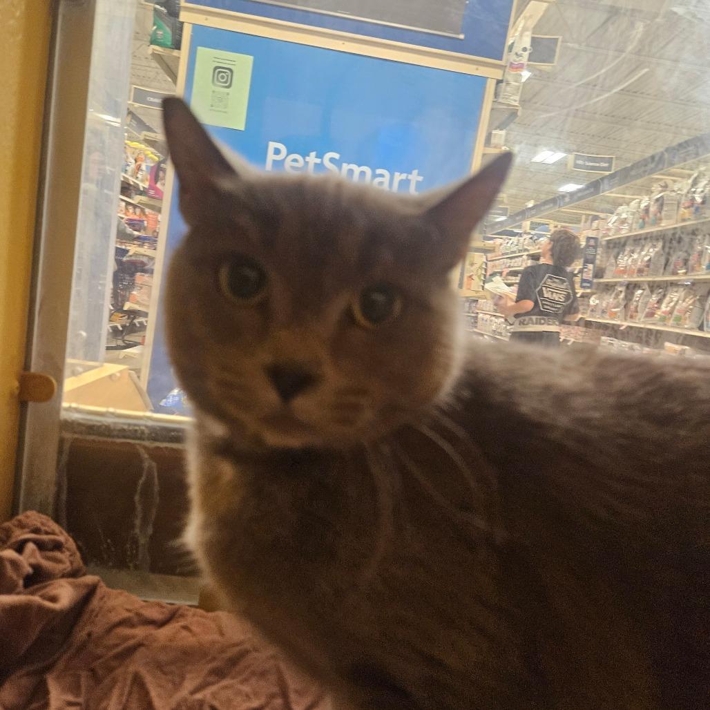 Babushka, Adoptable, Young Female Domestic Short Hair.