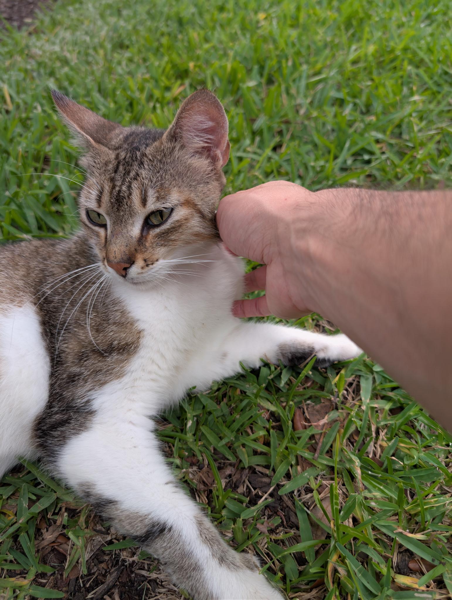 Enlarge Prince. / Mister, a ADOPTABLE Domestic Short Hair in Kissimmee, FL image 1/5