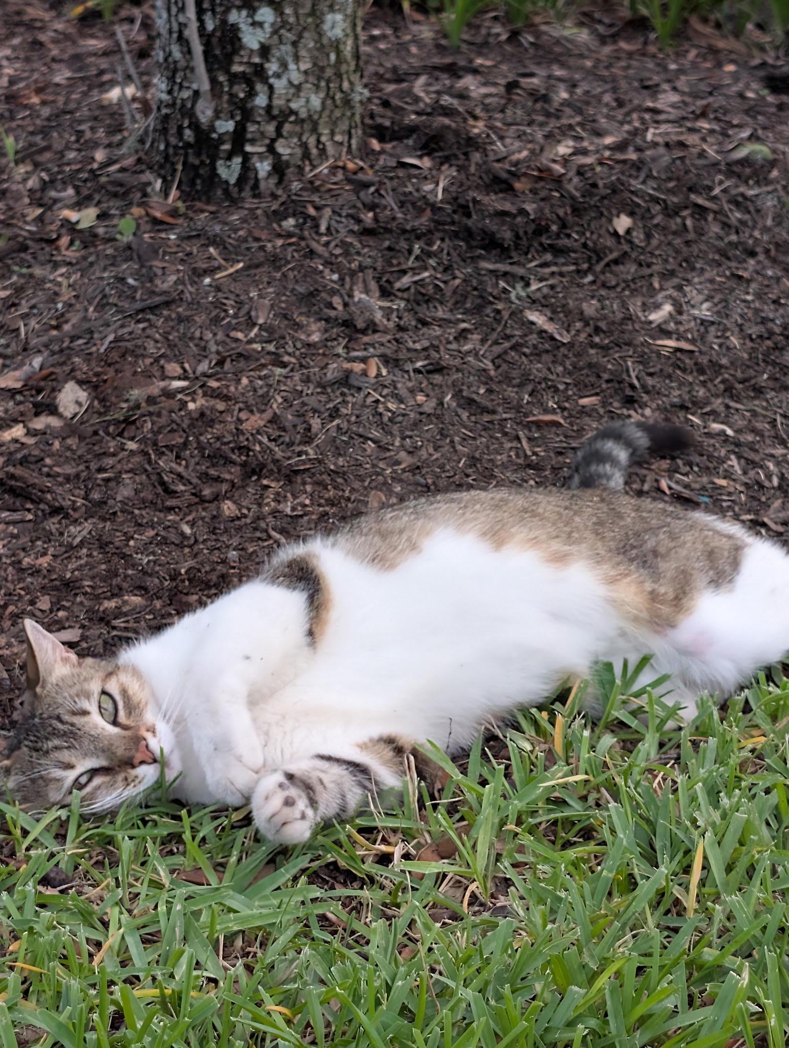 Enlarge Prince. / Mister, a ADOPTABLE Domestic Short Hair in Kissimmee, FL image 2/5
