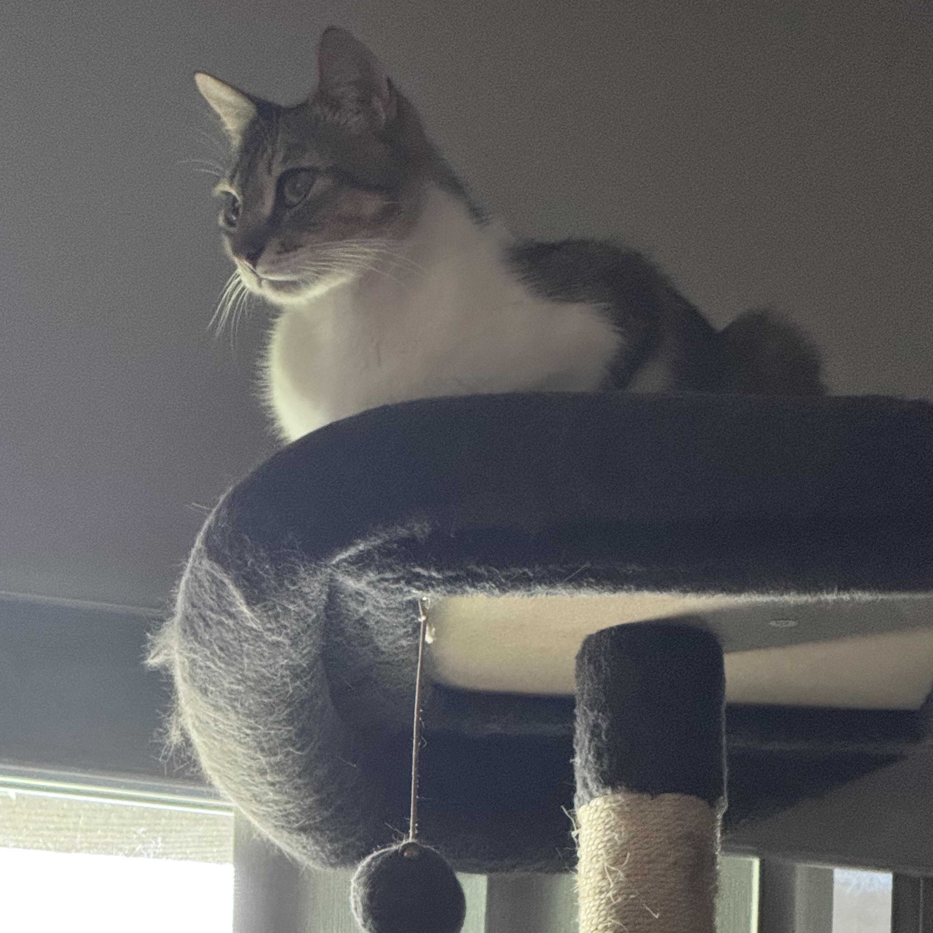Enlarge Prince. / Mister, a ADOPTABLE Domestic Short Hair in Kissimmee, FL image 3/5