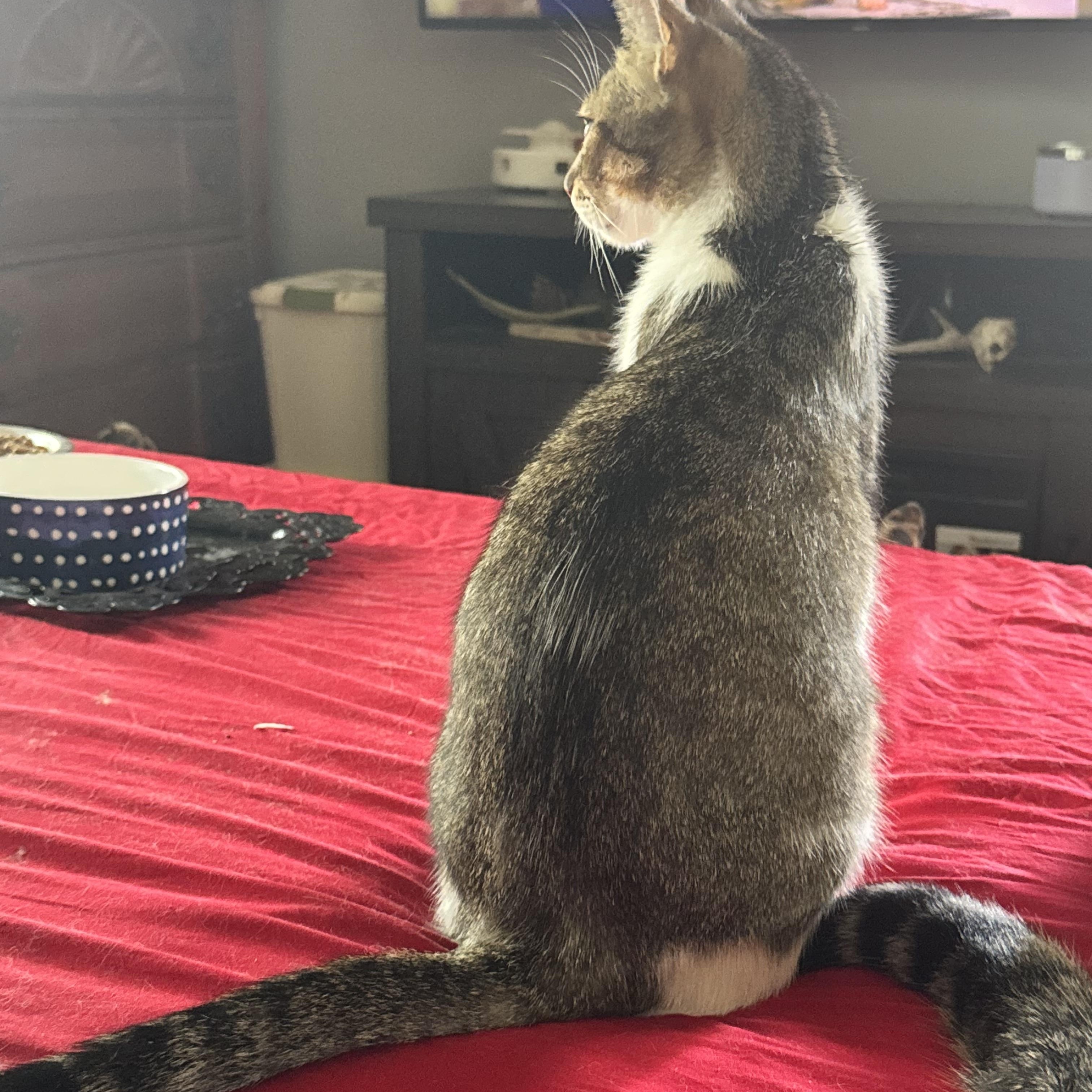 Enlarge Prince. / Mister, a ADOPTABLE Domestic Short Hair in Kissimmee, FL image 4/5