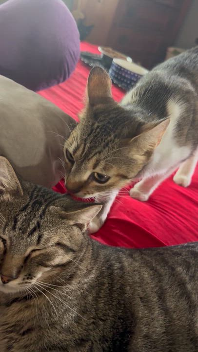 Enlarge Prince. / Mister, a ADOPTABLE Domestic Short Hair in Kissimmee, FL video 5/5