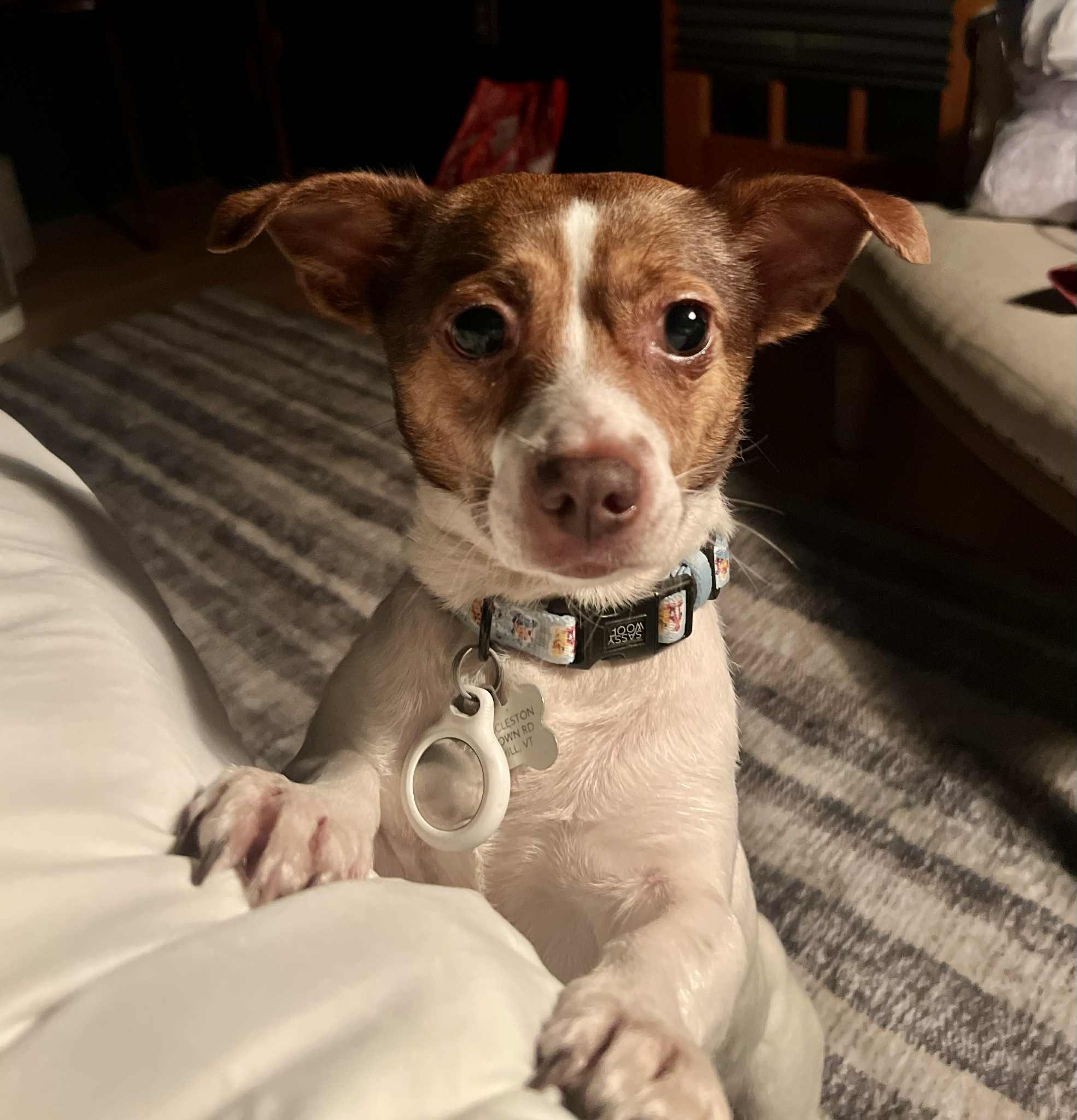 Spottie, Adult Female Chihuahua