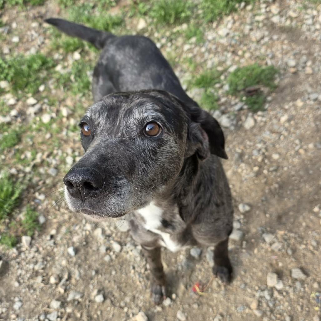Bosco, Adoptable, Adult Male Mixed Breed & Mixed Breed.