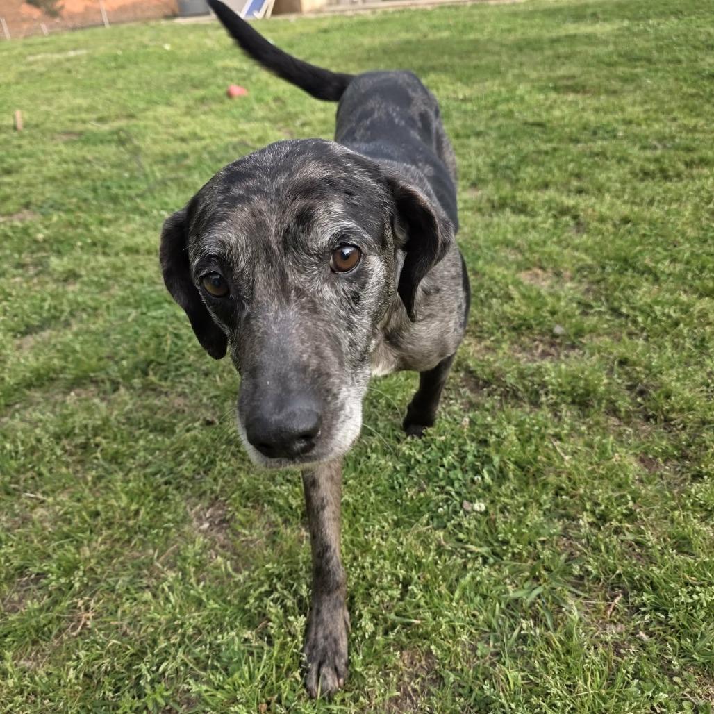 Enlarge Bosco, a Adoptable mixed breed in Hamilton, GA image 2/6