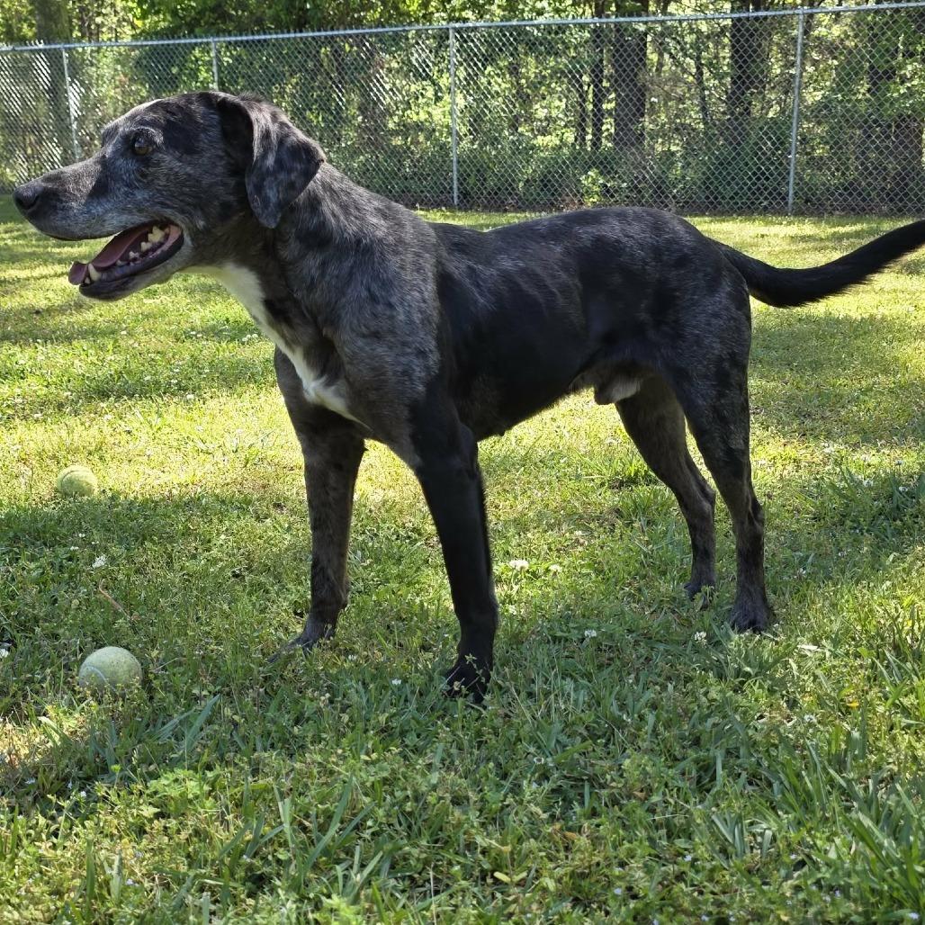 Enlarge Bosco, a Adoptable mixed breed in Hamilton, GA image 3/6