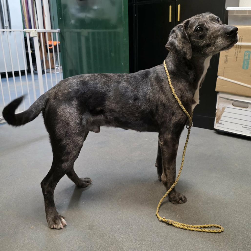 Enlarge Bosco, a Adoptable mixed breed in Hamilton, GA image 4/6