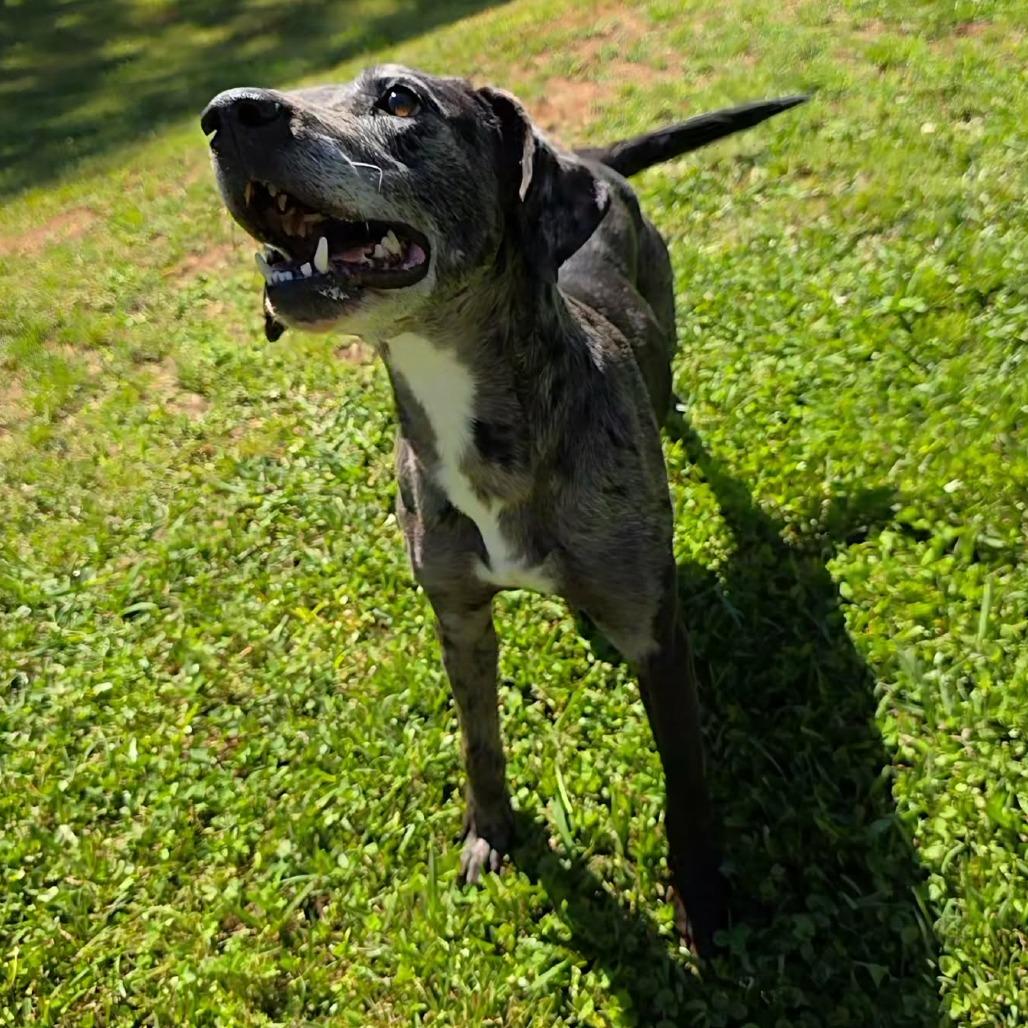 Enlarge Bosco, a Adoptable mixed breed in Hamilton, GA image 5/6