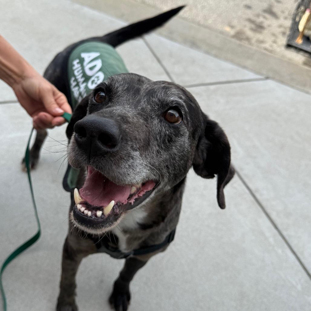 Enlarge Bosco, a Adoptable mixed breed in Hamilton, GA image 6/6