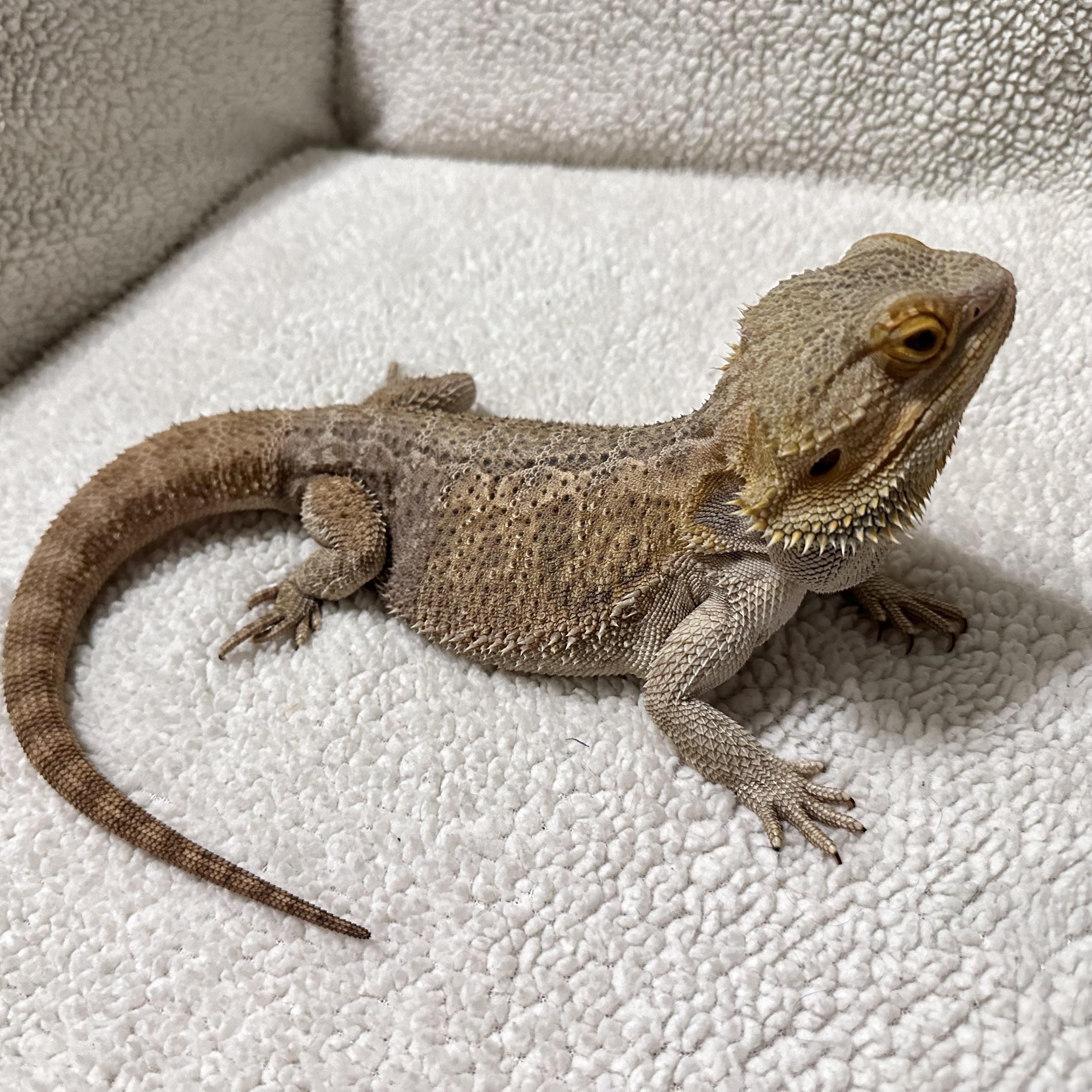 Draco, Adult Male unknown