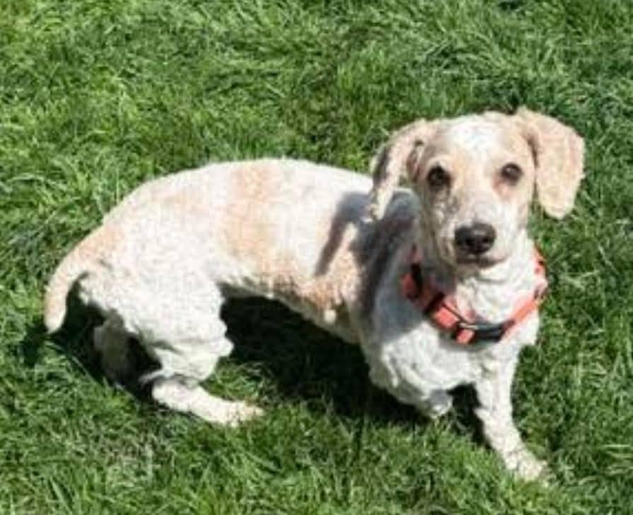 Enlarge Kane, a ADOPTABLE mixed breed in North Olmsted, OH image 2/3