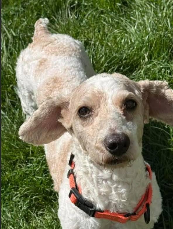 Kane, ADOPTABLE, Adult Male Miniature Poodle & Poodle.