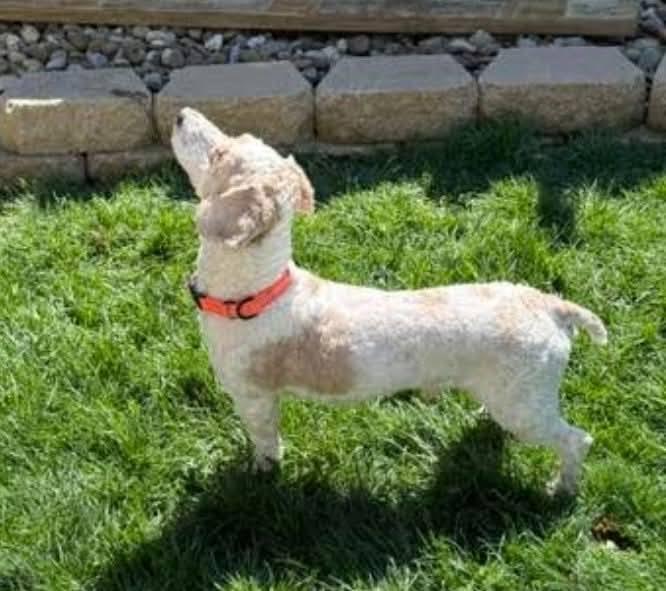 Enlarge Kane, a ADOPTABLE mixed breed in North Olmsted, OH image 3/3