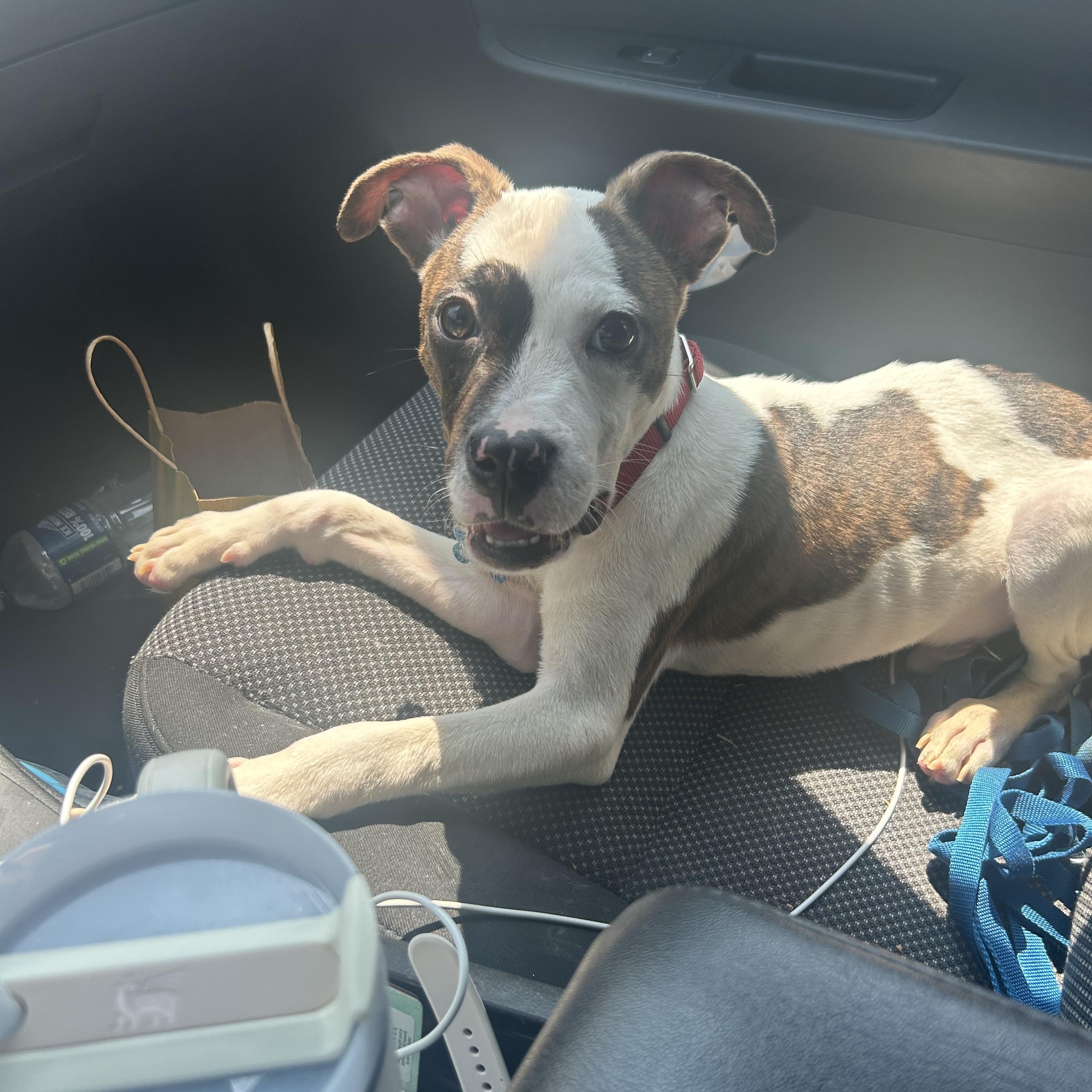 Enlarge Sesame, a ADOPTABLE mixed breed in Warrenville, IL image 1/5