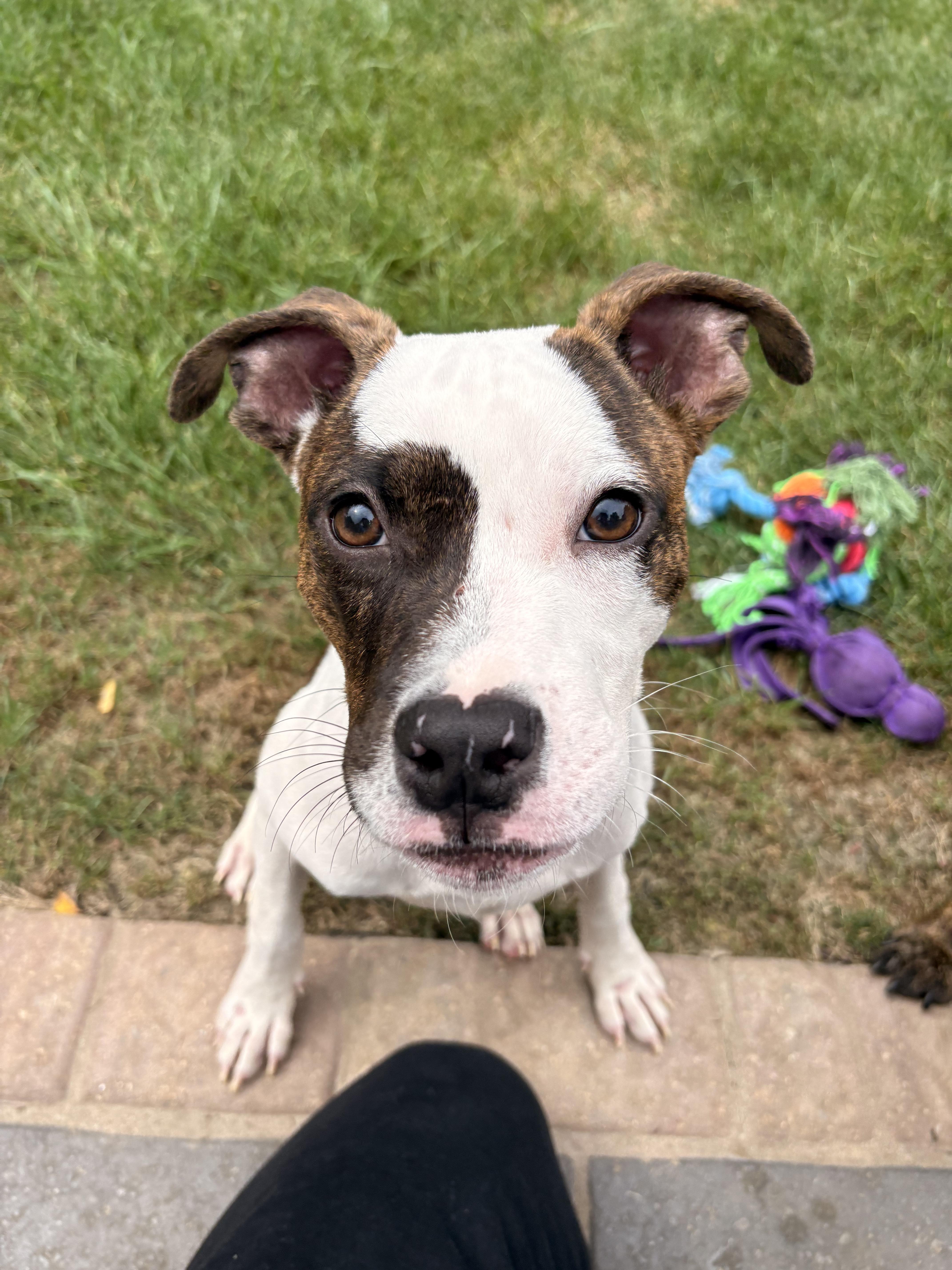 Sesame, Adoptable, Young Male American Staffordshire Terrier & Pit Bull Terrier.