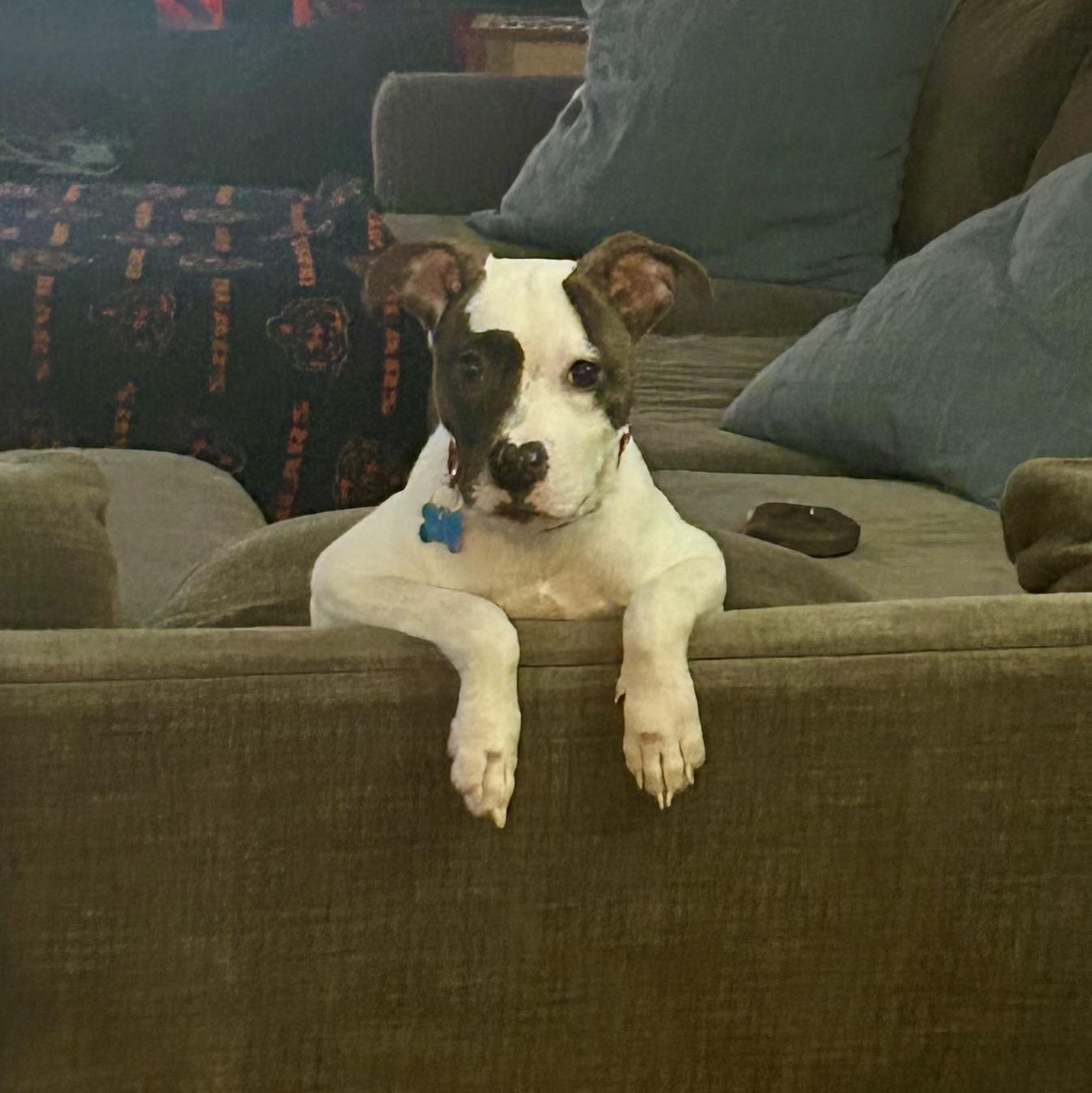 Enlarge Sesame, a ADOPTABLE mixed breed in Warrenville, IL image 5/5