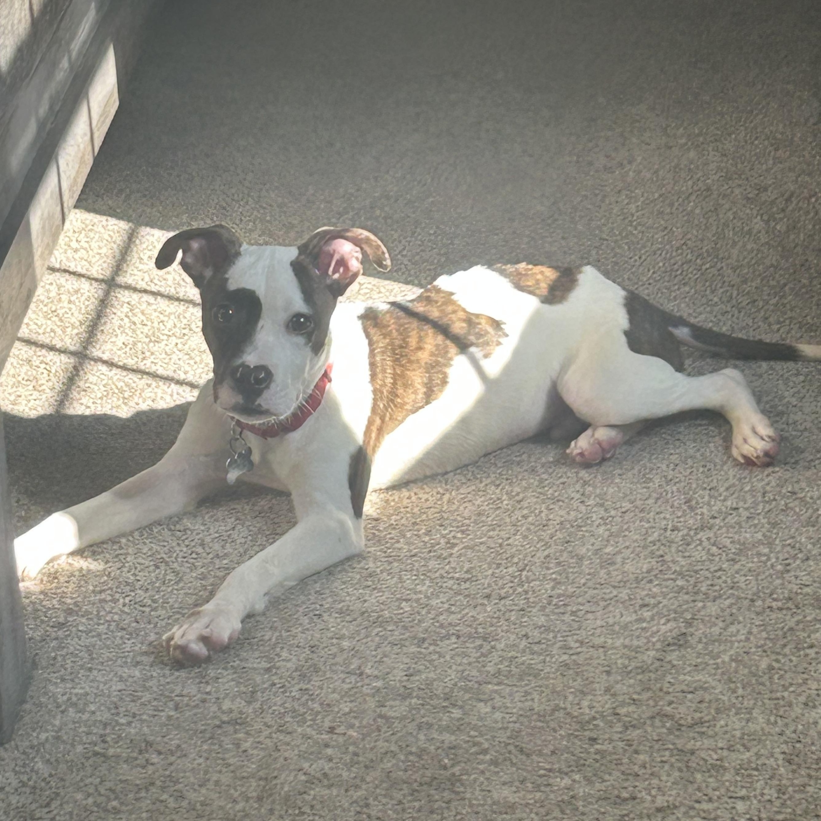 Enlarge Sesame, a ADOPTABLE mixed breed in Warrenville, IL image 2/5