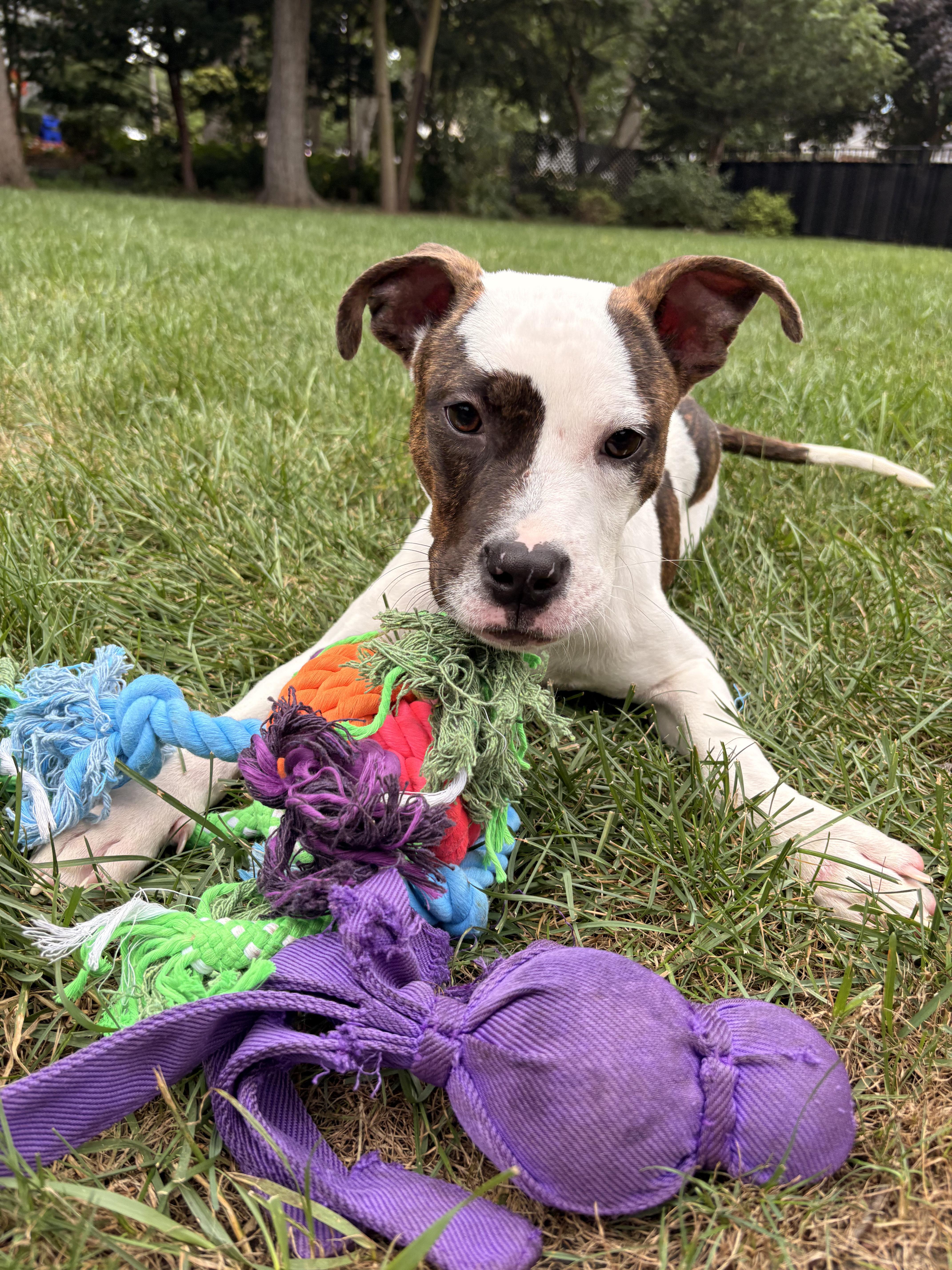 Enlarge Sesame, a Adoptable mixed breed in Warrenville, IL image 2/5