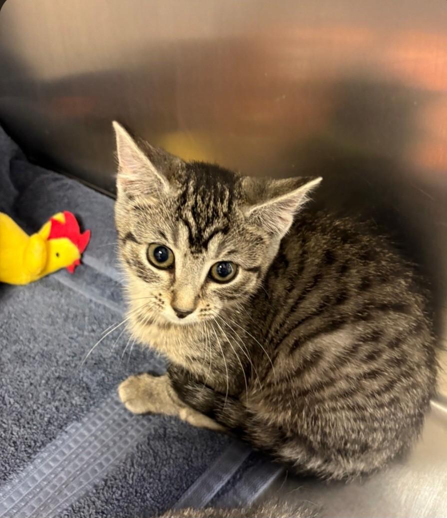 Wobble, adopted, Kitten Female Domestic Short Hair & Tabby.