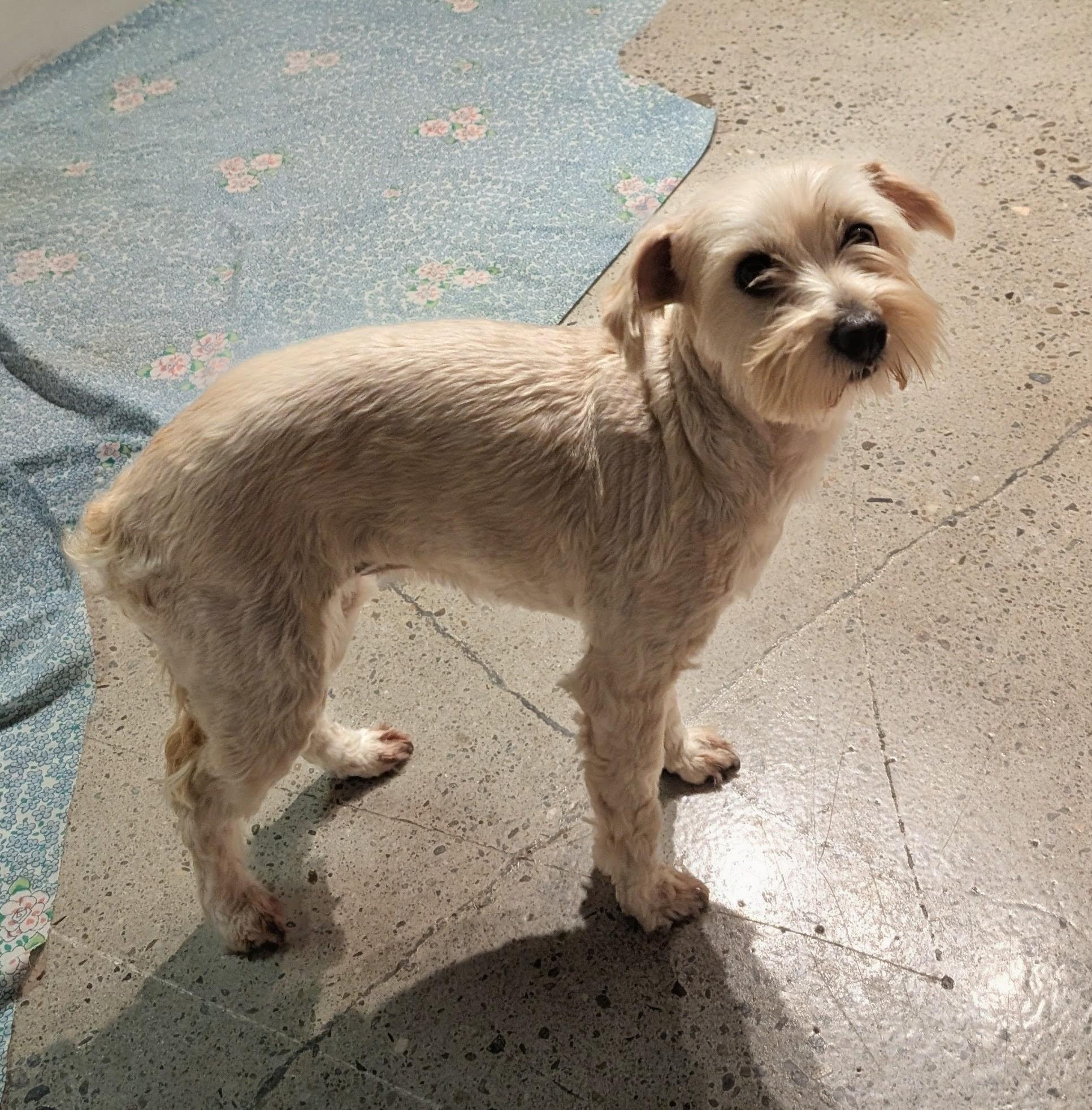 Enlarge Muttilda Swinton , a ADOPTABLE Maltipoo in Thousand Oaks, CA image 3/3