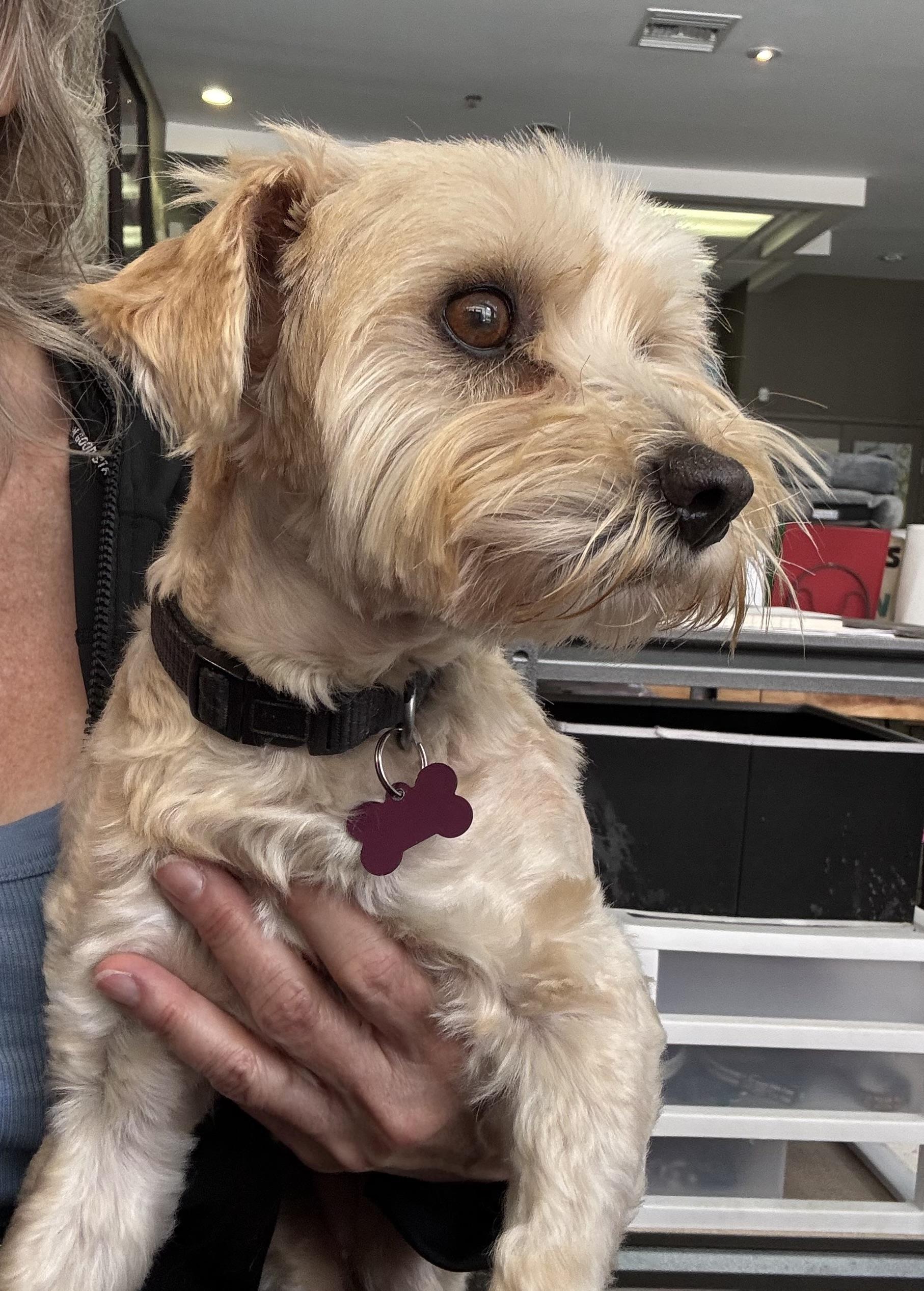 Muttilda Swinton , ADOPTABLE, Young Female Maltipoo.
