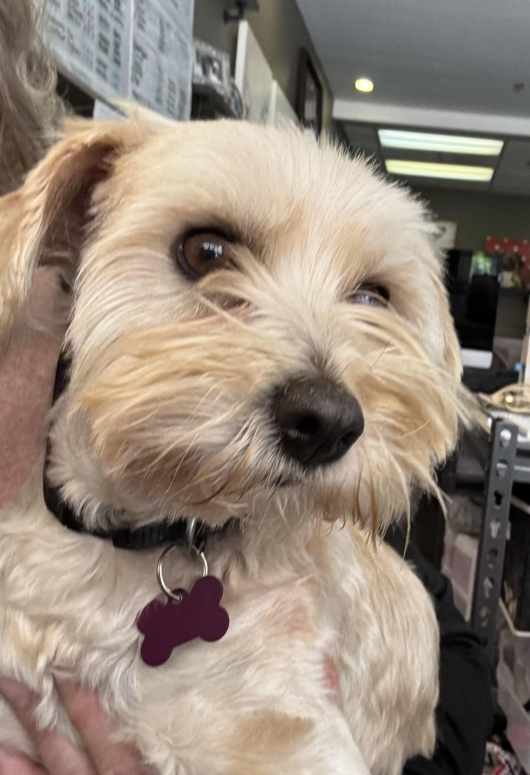 Enlarge Muttilda Swinton , a ADOPTABLE Maltipoo in Thousand Oaks, CA image 2/3