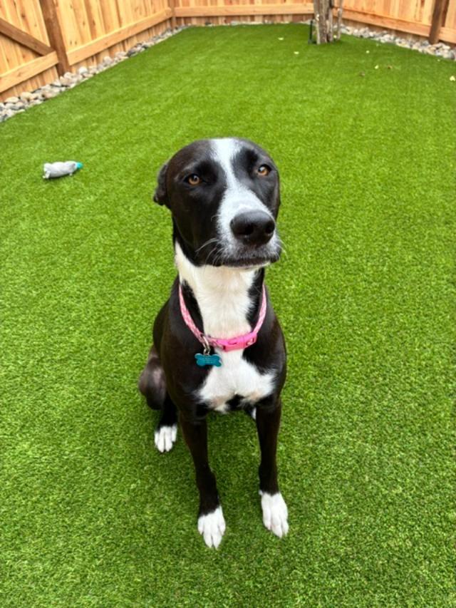 Sadie, Adoptable, Adult Female English Pointer.