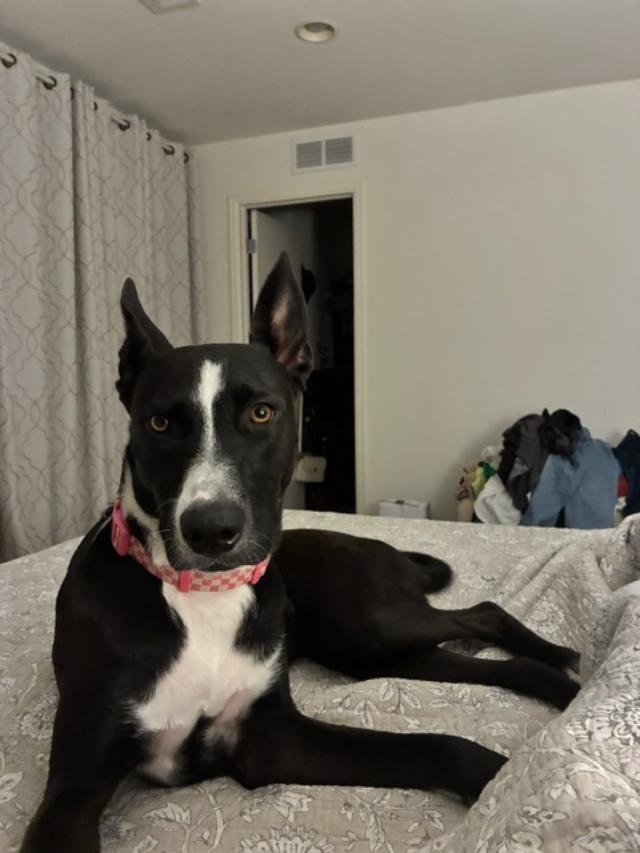 Enlarge Sadie, a Adoptable mixed breed in Littleton, CO image 2/3