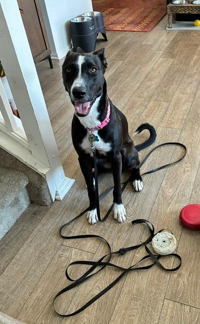 Enlarge Sadie, a Adoptable mixed breed in Littleton, CO image 3/3