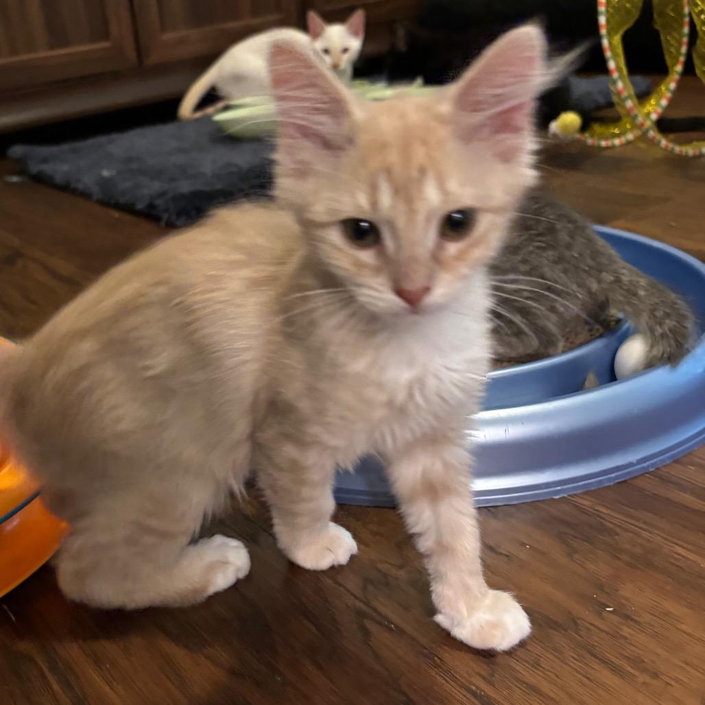 Enlarge Carina, a Adoptable Domestic Medium Hair in Bulverde, TX image 1/2