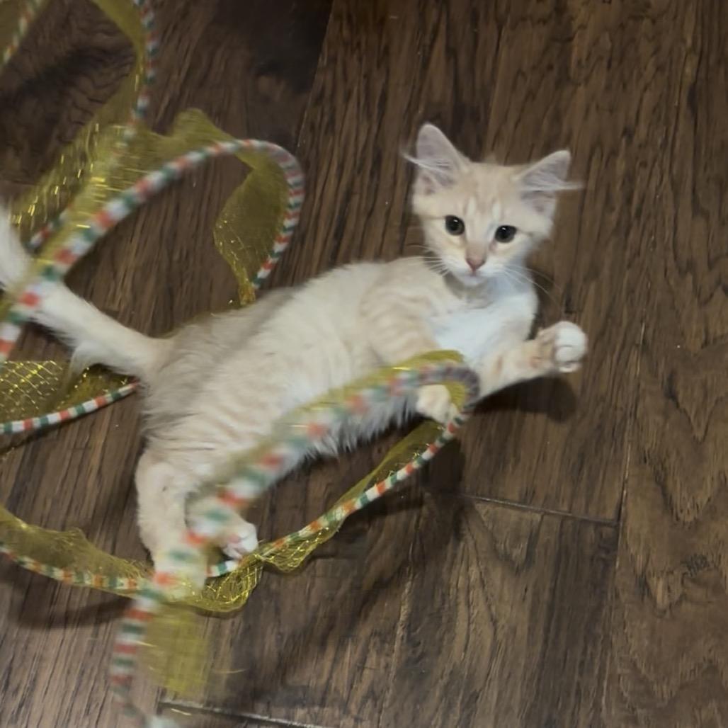 Enlarge Carina, a Adoptable Domestic Medium Hair in Bulverde, TX image 2/2